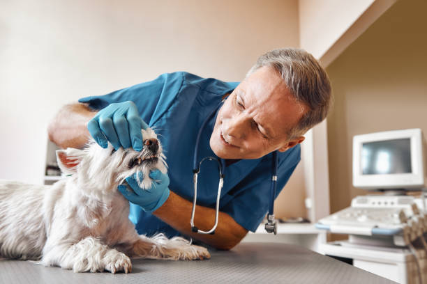 Best Emergency Treatment for Toothache in Narrows, VA
